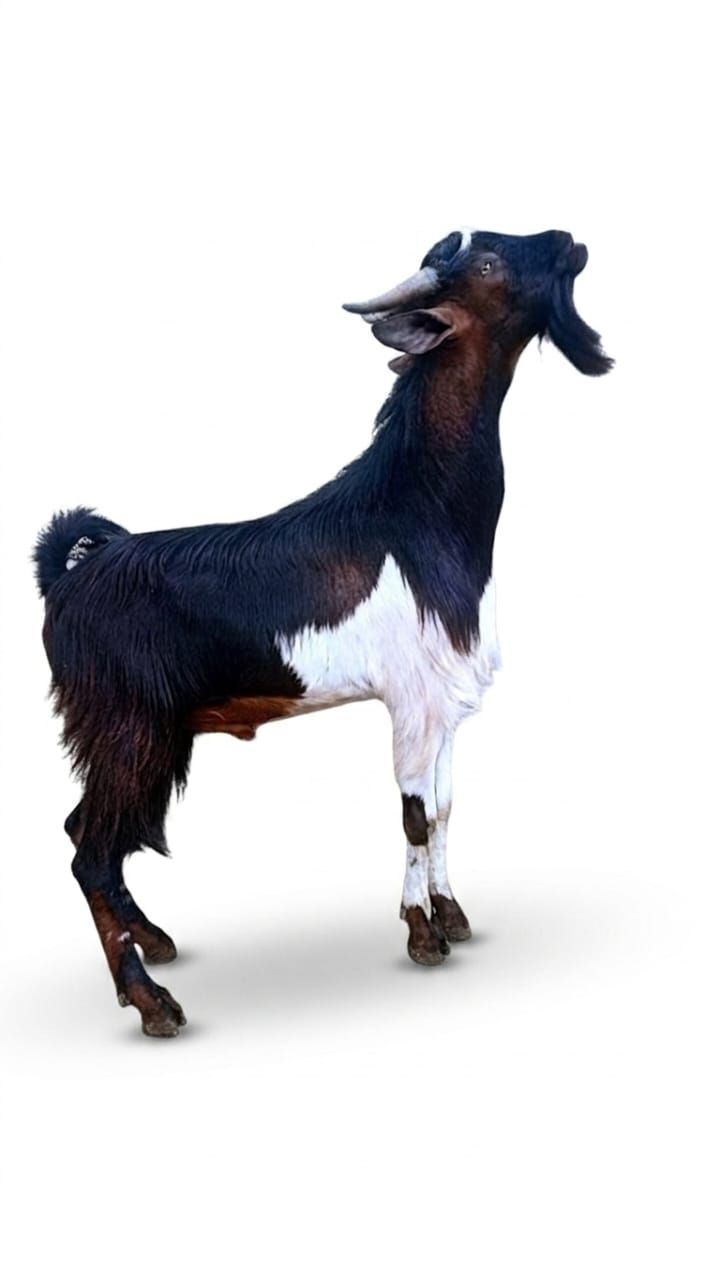 Goat