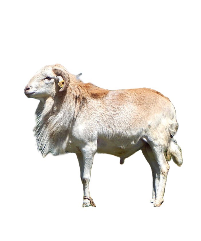 Sheep